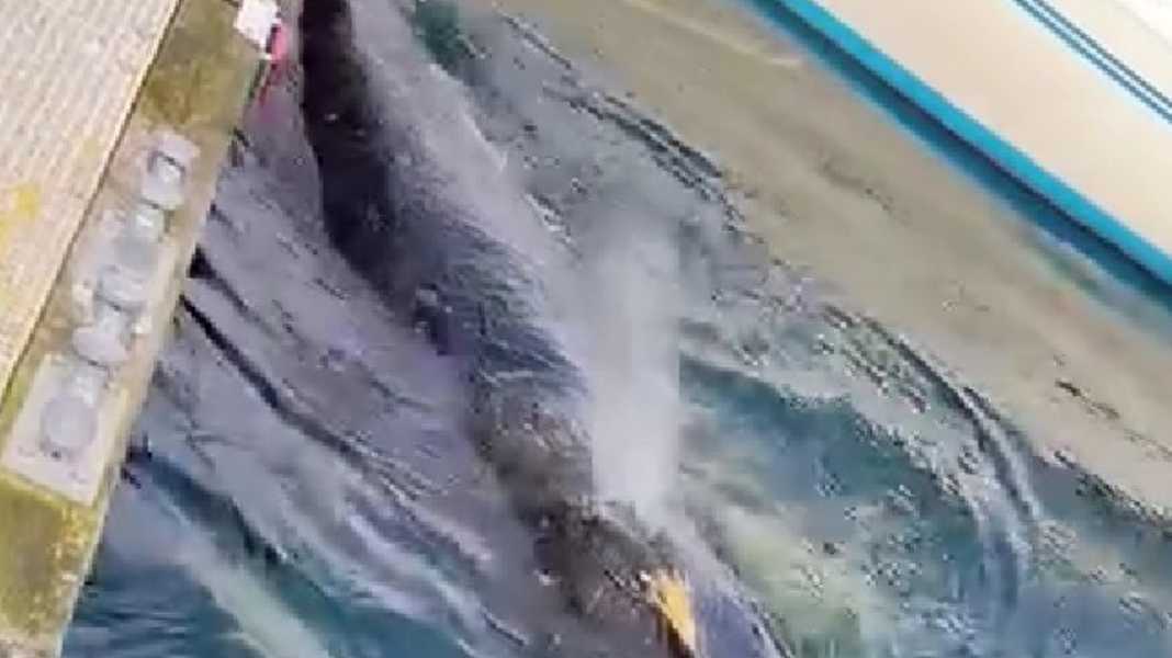 Kiel : Une nouvelle observation de baleine à bosse dans le port de plaisance apporte de nouvelles informations