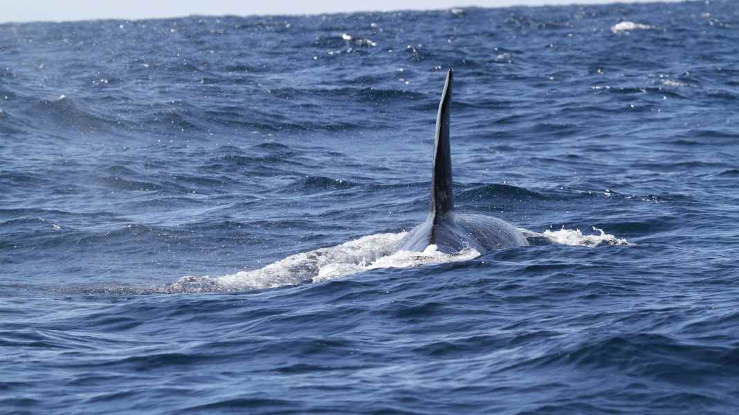 Orca-Interaktionen: Mehr Wale sind aktiv, aber weniger Ruderschäden