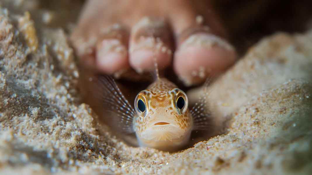 Good to know: Petermännchen, a painful danger on the coasts