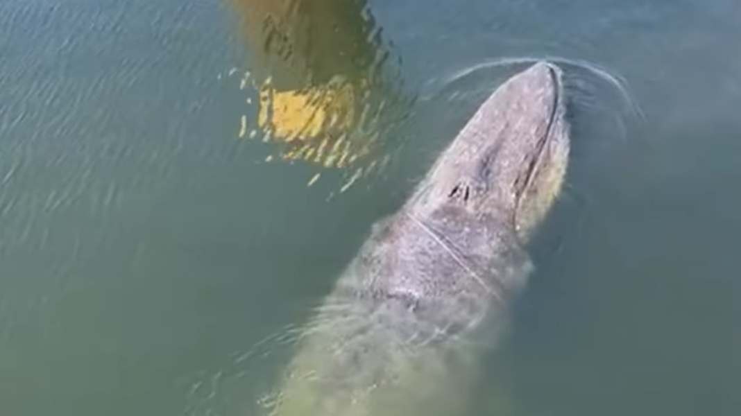 Seltene Sichtung: Finnwal im Wismarer Hafen von Netz befreit