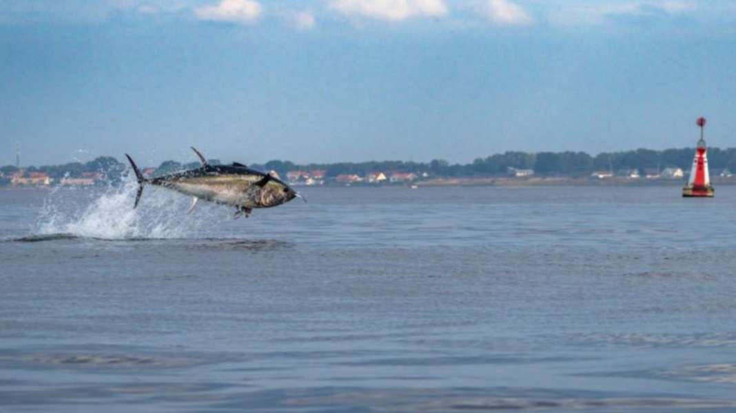 Denmark: Tuna spectacle in the Øresund