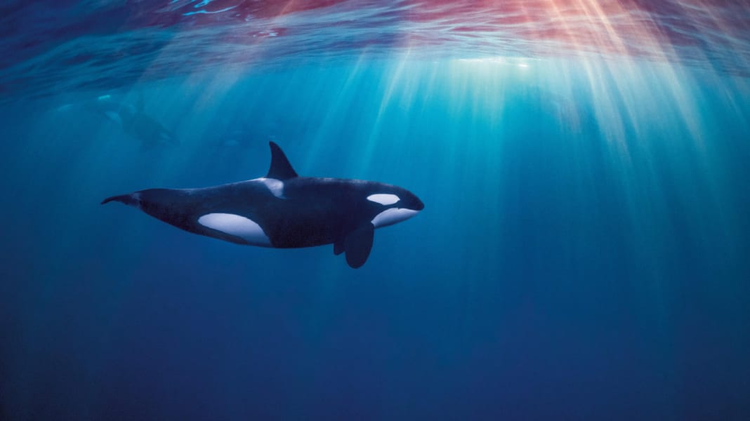 Seenot: Orcas versenken Segelboot vor Portugal – Familie gerettet