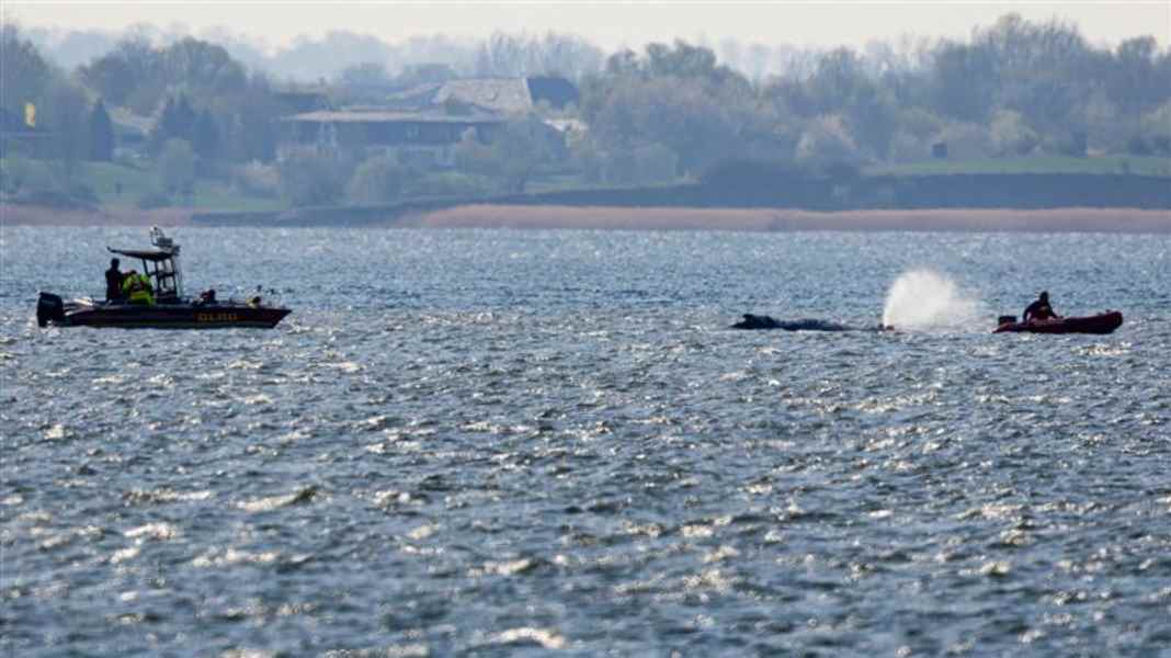 Trembling off Poel: Humpback whale Timmi is free but motionless