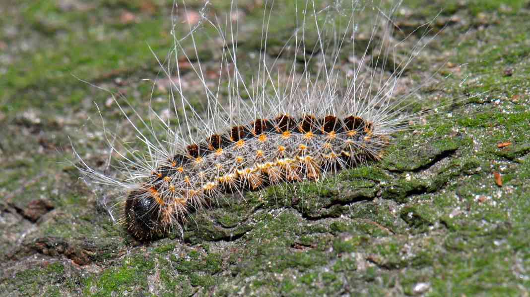 Warning of poisonous caterpillars on the banks of the Rhine