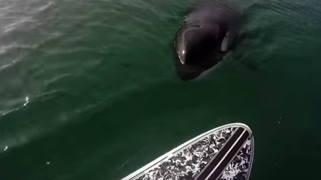 GoPro Channel: Film "The Stand Up Paddler and the Whale"