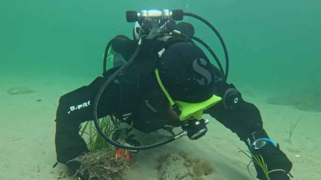 Marine conservation: further seagrass planting campaign at Wulfener Hals off Fehmarn