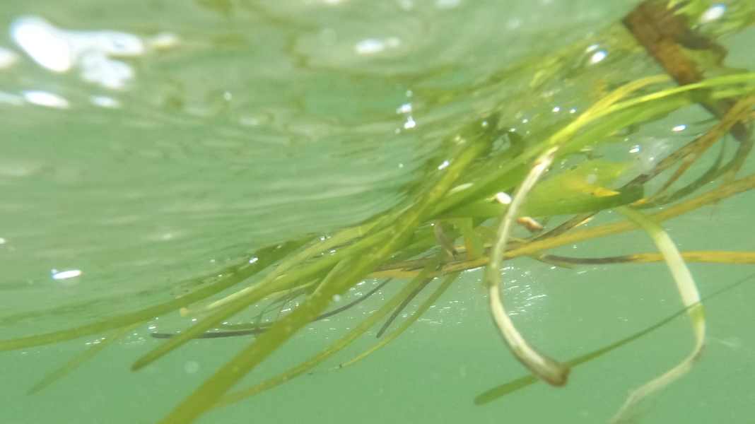 Tutela del Mar Baltico: chi pianta alghe marine deve pagare – L’autorità federale blocca i volontari