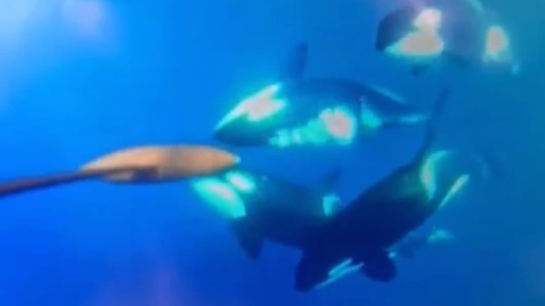Whale interactions: Team Malizia in contact with five orcas