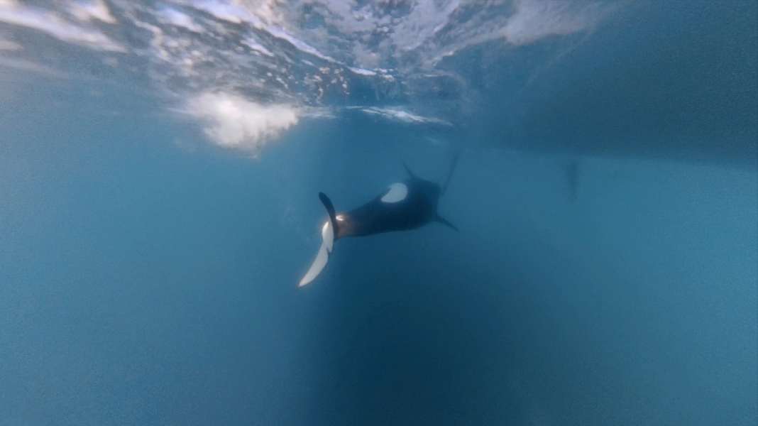 Strait of Gibraltar: Getting cosy with the orcas?