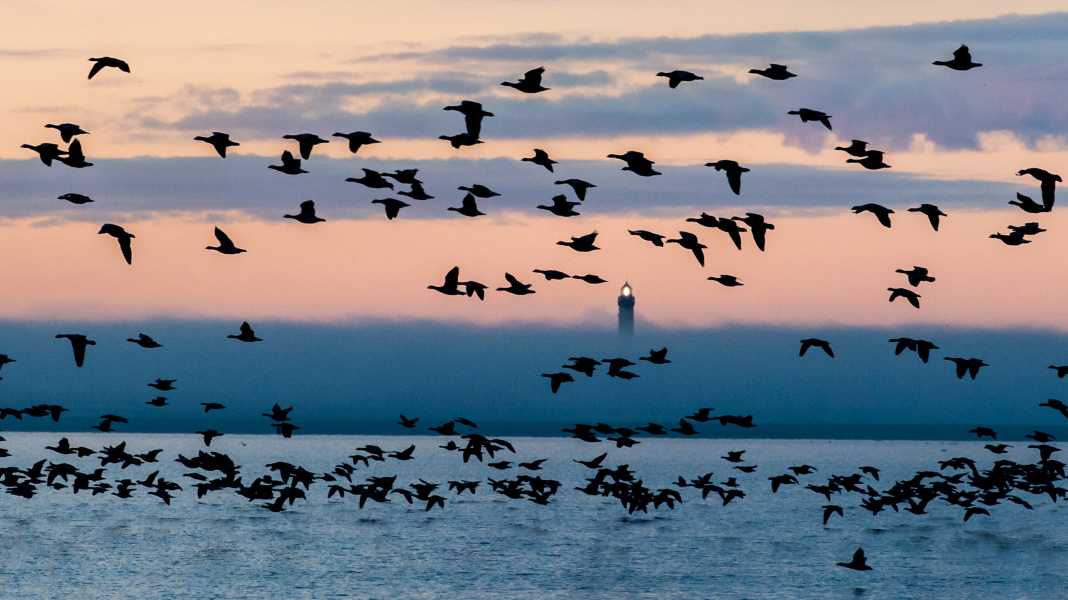 Norderney: Faro con identificazione modificata