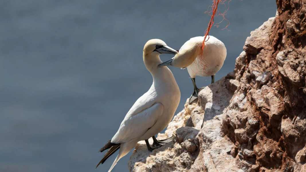 Petition: Foundation wants to ban dolly ropes to protect marine animals