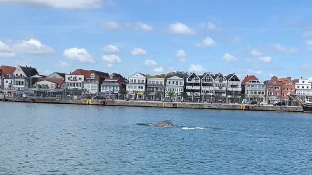 Whale sighting: "The biggest creature I've ever seen!"