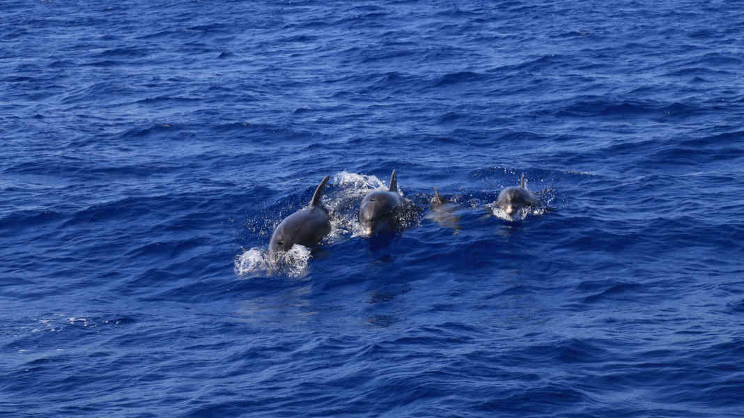 Verhalten wie Orcas: Dänemark warnt vor Begegnungen mit Delfinen