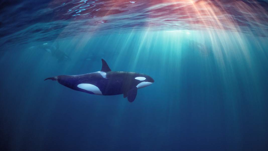 Orca attacks: Are the killer whales on coke?
