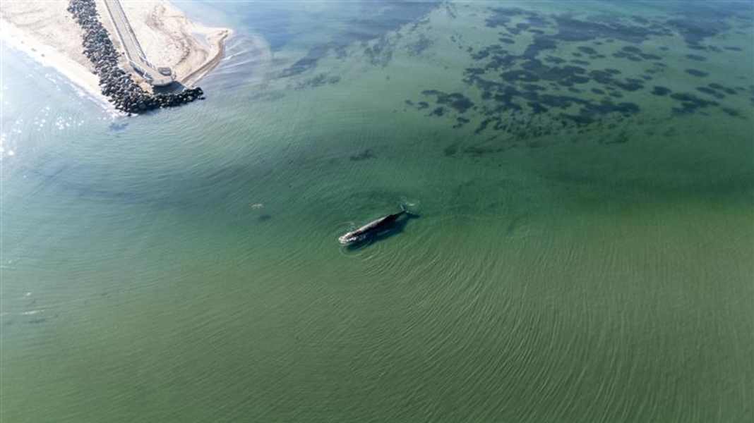 Timmendorf : l'angoisse pour la baleine à bosse