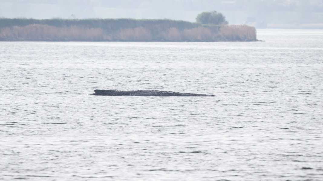 Showdown off Poel: Another last chance for humpback whale Timmi