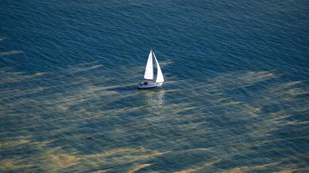 Bornholm particularly affected: Severe blue-green algae bloom affects large parts of the Baltic Sea