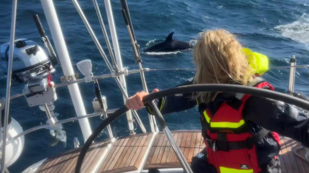 Whale attacks: Norwegians attacked by orcas again - rescue of dolphins?
