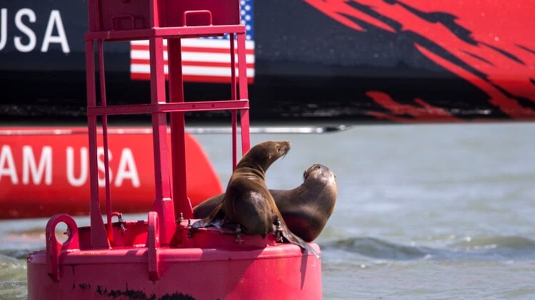 America’s Cup: So will Team USA gewinnen