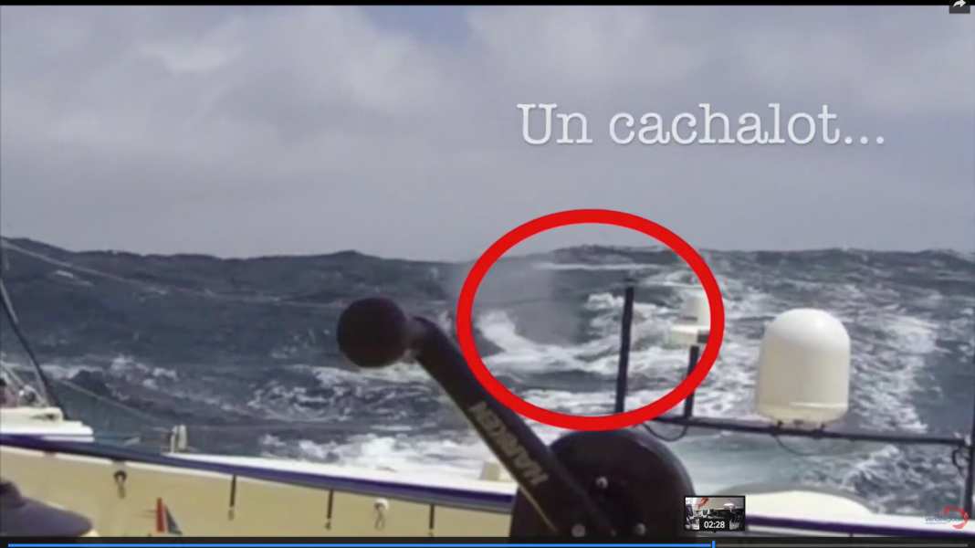 Vendée Globe : Naufrage : Collision avec un cachalot : le cauchemar de tous les navigateurs en vidéo