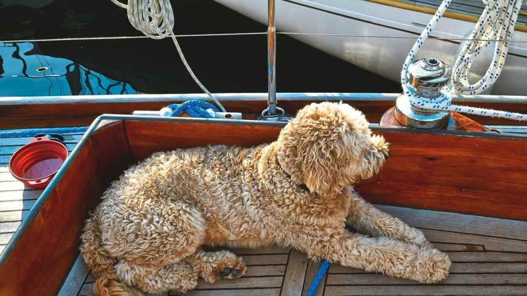 Animaux à bord : Naviguer avec un chien : 10 conseils pour les croisières avec des animaux à quatre pattes