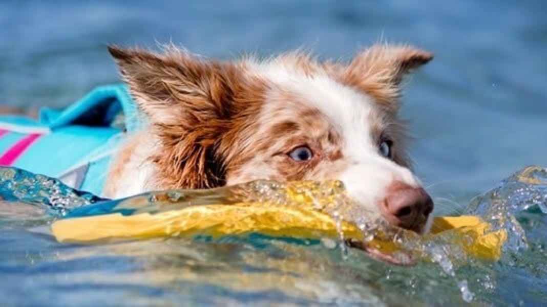 Ausrüstung: Zubehör für den Bordhund