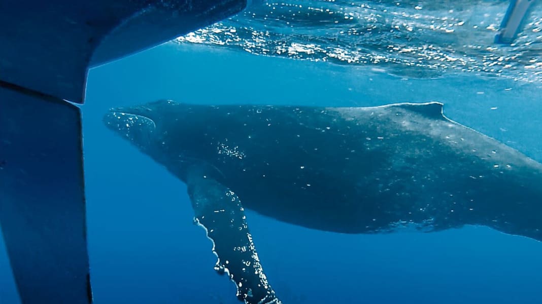 Eau bleue : collision avec une baleine dans le Pacifique