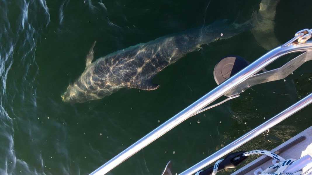 Baltic Sea: When the dolphin plays with the ship