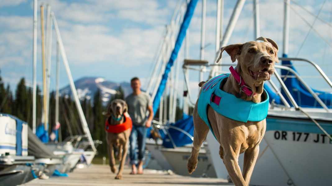 Ausrüstung für den Bordhund: Was Hunde an Bord brauchen: zehn Tipps