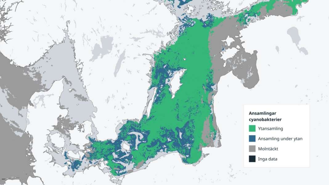 Environment: Algae bloom in the Baltic Sea in full swing