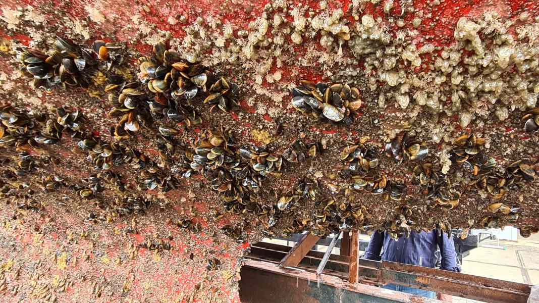 Environnement : ce que les propriétaires de bateaux doivent savoir sur le traitement antisalissure