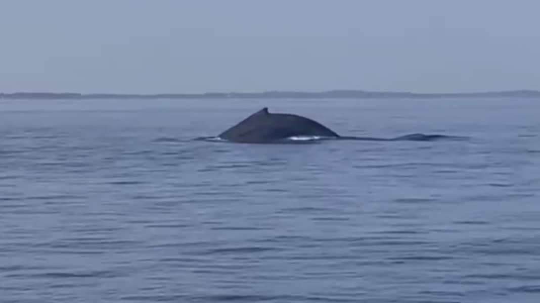 Mar Baltico: megattera nell'Øresund oggi!