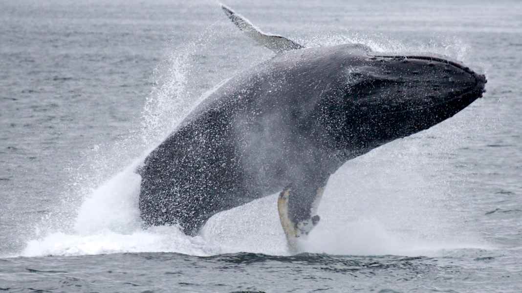 Humpback whale sinks boat at anchor: family has just three minutes left