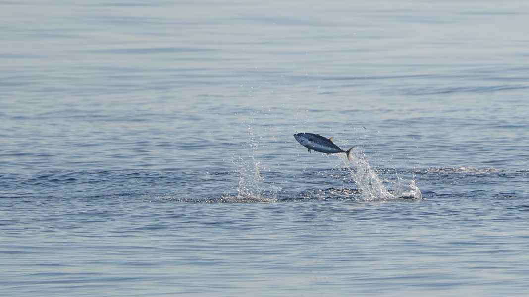 Öresund: Tuna back in the Baltic Sea