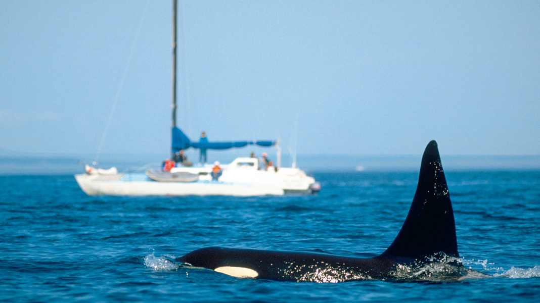 Keeping an eye on orcas: Portuguese Navy launches official warning map