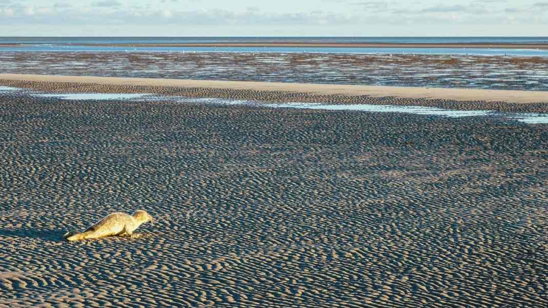 Robben im Wattenmeer: Das Tier-Rätsel der Sandbank