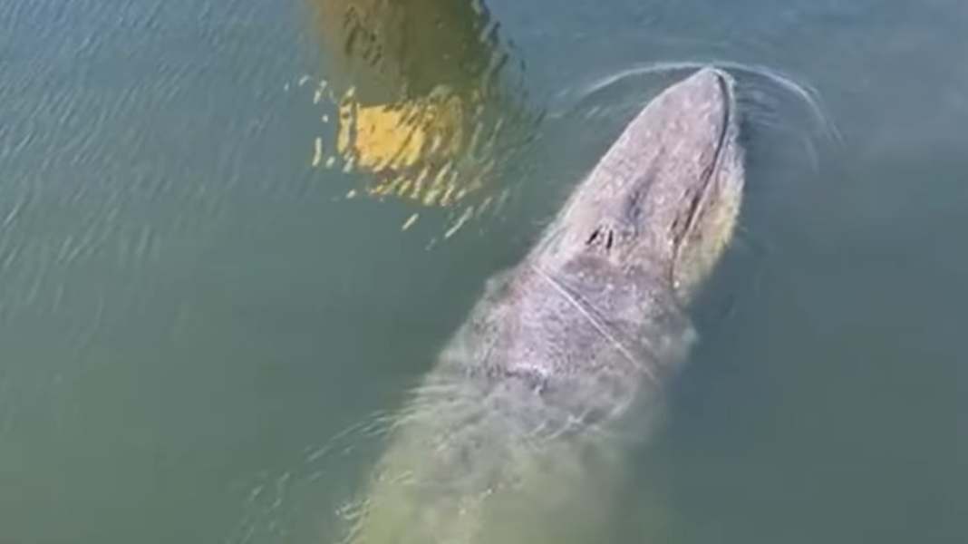 Rare sighting: Fin whale freed from net in Wismar harbour