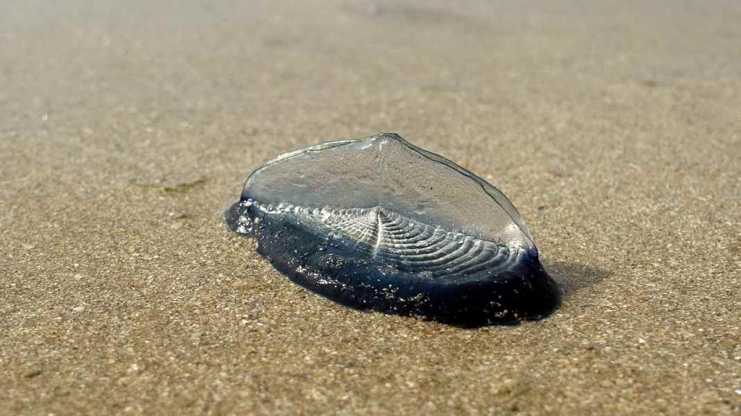 Klimawandel: Nesseltier auf Langfahrt - Segelqualle landet auf Sylt an