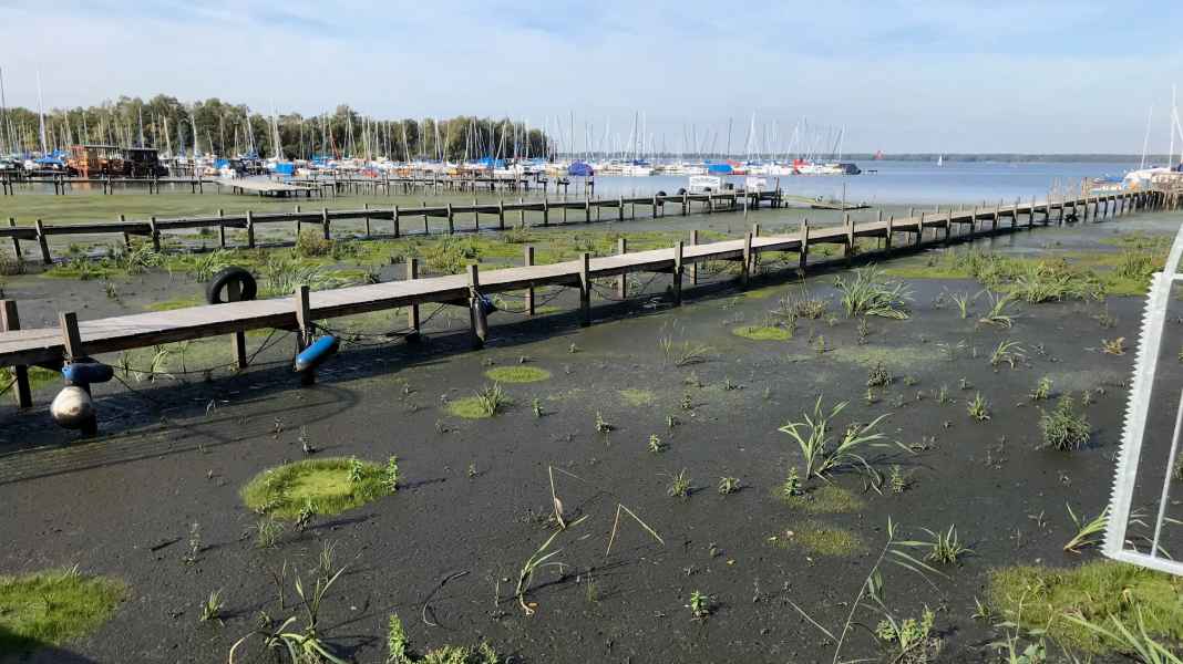 Steinhuder Meer: Verschlammung schreitet weiter fort