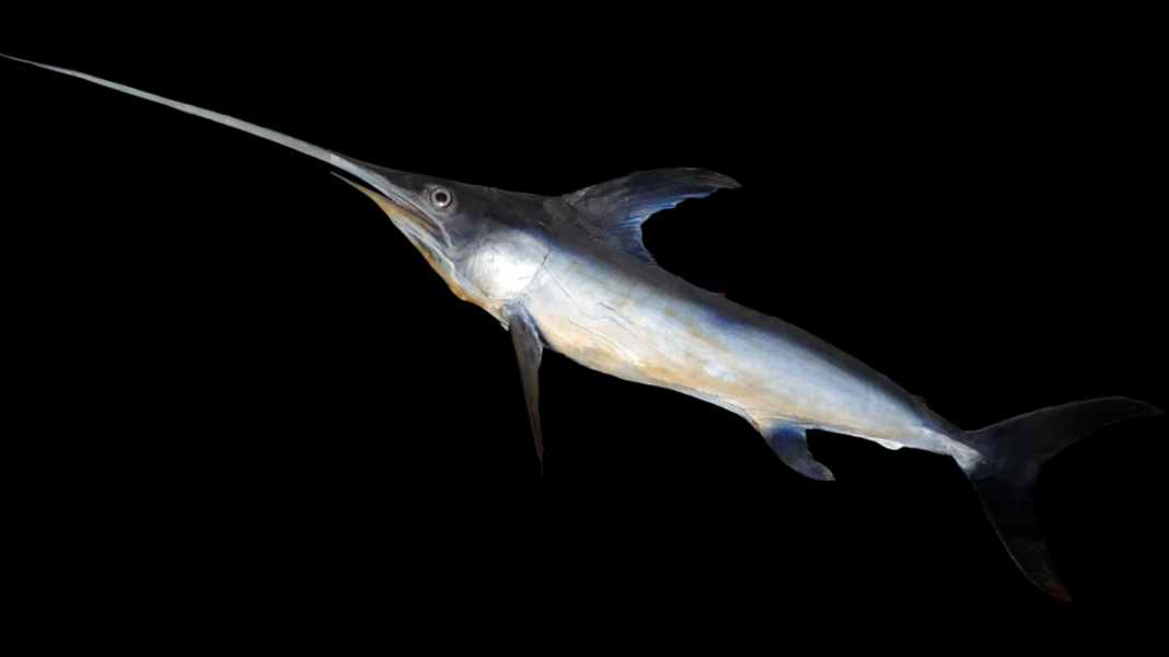 Distress at sea: Leak due to swordfish attack in the Atlantic