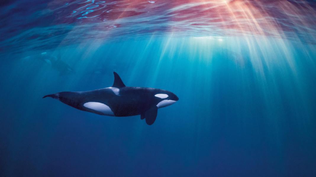 Seenot: Orcas versenken Segelboot vor Portugal – Familie gerettet