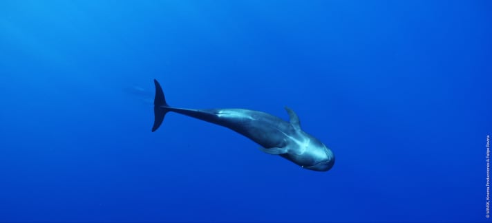NIKA - The Pilot Whale