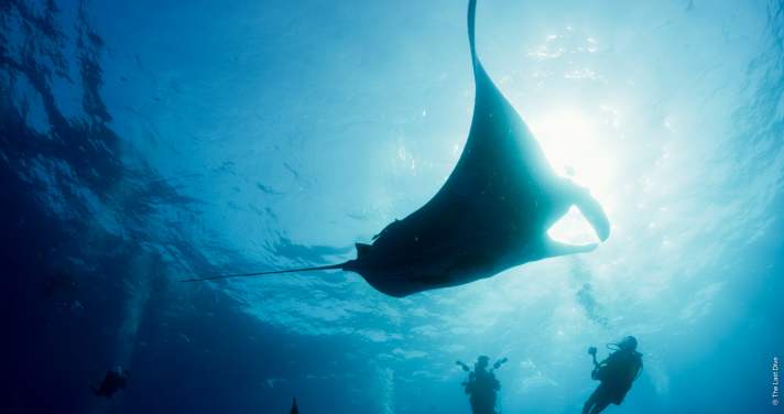 A life-changing encounter: Willy the manta ray.