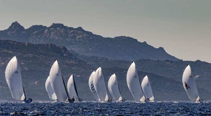   Splendidi cigni al largo della Sardegna