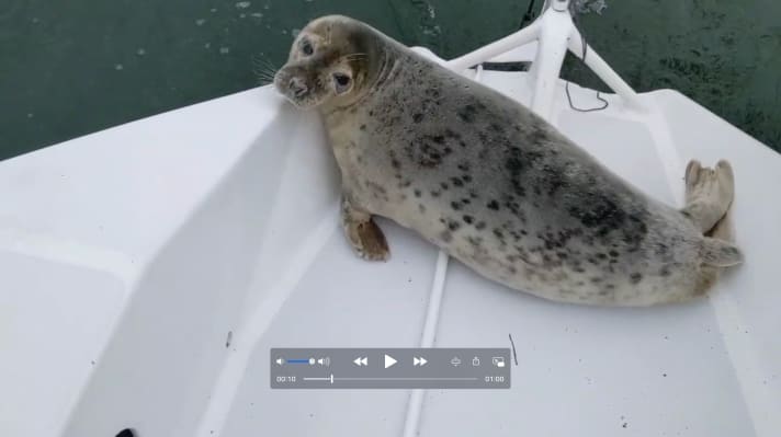   Ungewöhnlicher Platz für ein Sonnenbad: Diese Robbe suchte sich dafür das achterliche Cockpit von André Baetz' Trimaran aus. Und sie war gekommen, um zu bleiben – fast einen ganzen Tag lang…