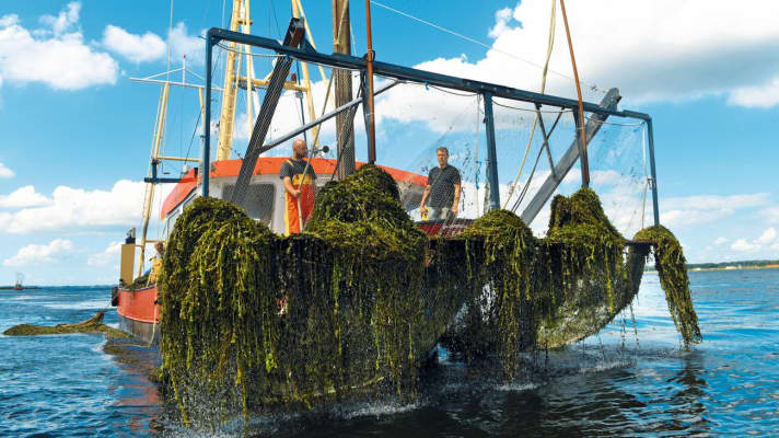In the Markermeer, the weed has to be removed again and again in summer