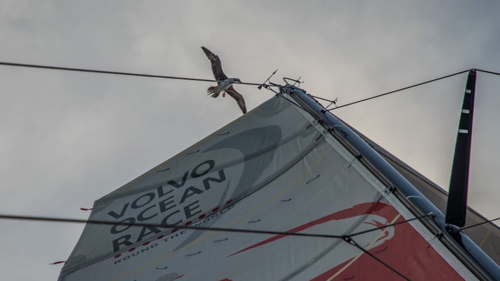   Un oiseau tente de se poser au sommet du mât du bateau rouge de Dongfeng