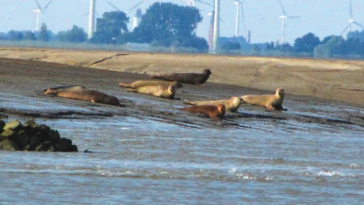   Uno dei nostri consigli per la navigazione: Ancoraggio alla Seehundsbank nell'estuario dell'Ostem