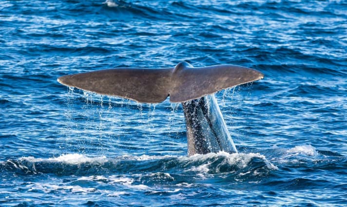 The best chance of spotting sperm whales is in Andenes at the northern tip of Vesterålen. Numerous whale-watching tours start from here.