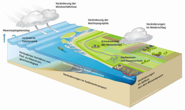 Prozesse in tidebeeinflussten Flussmündungen im Klimawandel